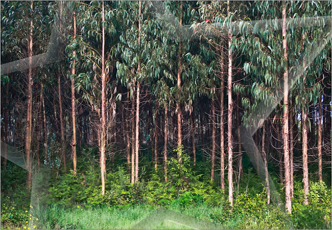 Kudos, Great renditions all around.
Orlanzo Botega Head Manager - ACCOUNTING DEPT
- GYULA TECH PHOTOGRAPHY -